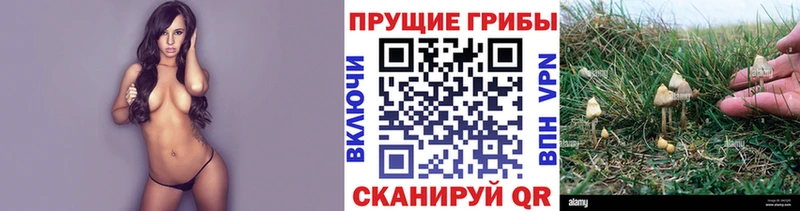 Псилоцибиновые грибы GOLDEN TEACHER  как найти   Хилок 
